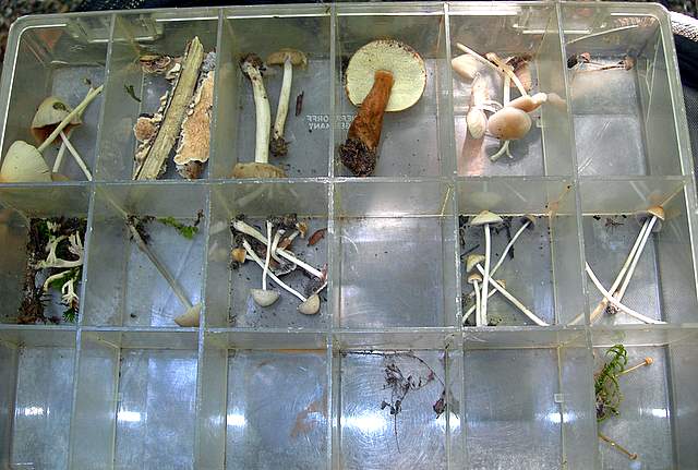 Funghi degli areali esposti